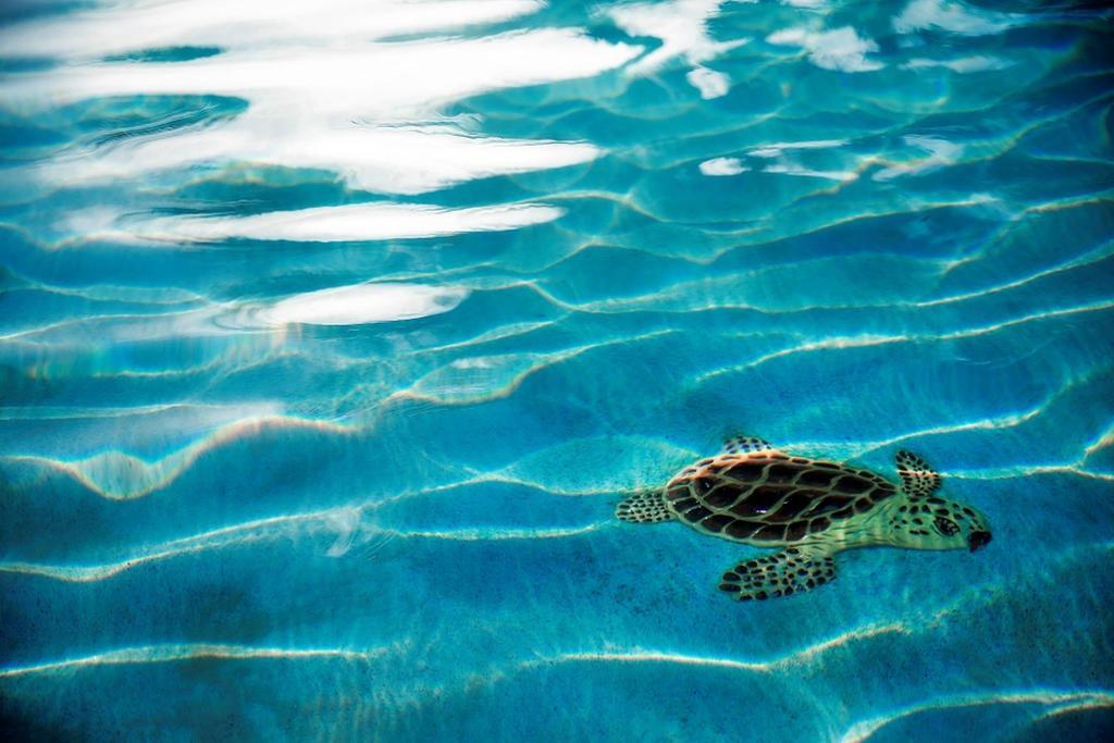 Warwick Paradise Island Bahamas (Adults Only) Nassau Buitenkant foto